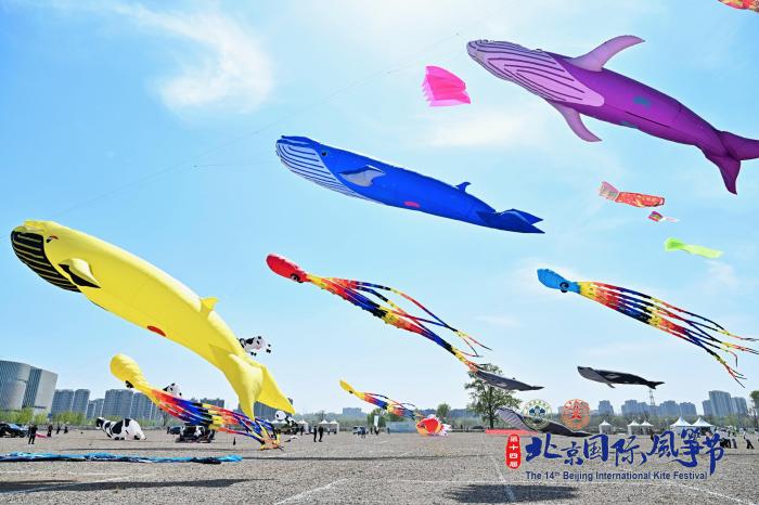 北京国际风筝节暨中国风筝锦标赛开幕 15支队伍